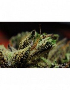 6 UND FEM - QUEEN KUSH * BCN SEEDS 6 UND FEMINIZADAS