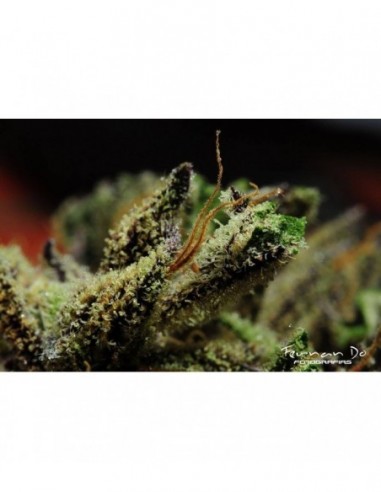 6 UND FEM - QUEEN KUSH * BCN SEEDS 6 UND FEMINIZADAS