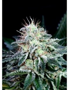 3 UND FEM - RADICAL AUTO 