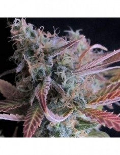 3 UND FEM - RASPBERRY COUGH * NIRVANA 3 UND FEMINIZADAS