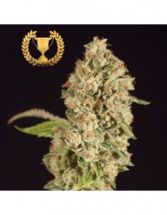 5 UND FEM - RASPBERRY WAFFLES CBD* DEVILS HARVEST 5 UND FEMINIZADAS