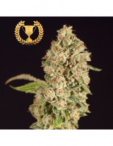 5 UND FEM - RASPBERRY WAFFLES CBD* DEVILS HARVEST 5 UND FEMINIZADAS