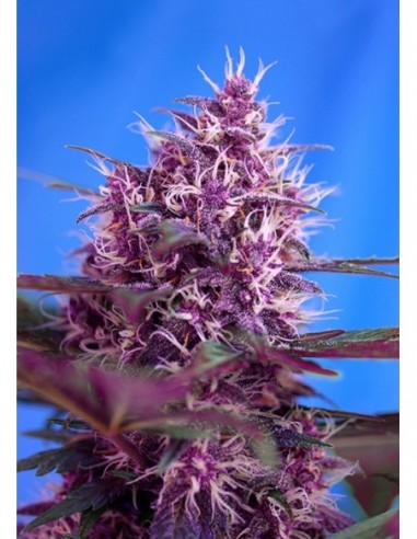 25 UND FEM - RED POISON AUTO ® 