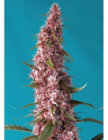 3 UND FEM - RED PURE AUTO CBD ® 