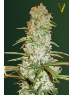 10 UND FEM - RED RUSSIAN XXL 