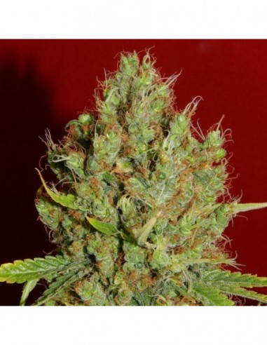 6 UND REG - RENAISSANCE * FRENCH TOUCH SEEDS  REGULAR  6 UND