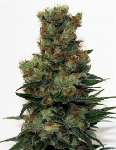12 UND REG - RIPPER BADAZZ * RIPPER SEEDS 12 UND REGULARES