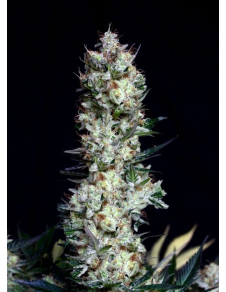 3 UND FEM - RITTUS HAZE 