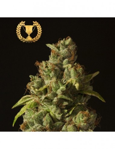 5 UND FEM - ROLLEX OG KUSH - DEVILS HARVEST SEEDS 5 UND FEM