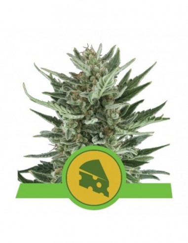 10 UND FEM - ROYAL CHEESE AUTOMATIC 