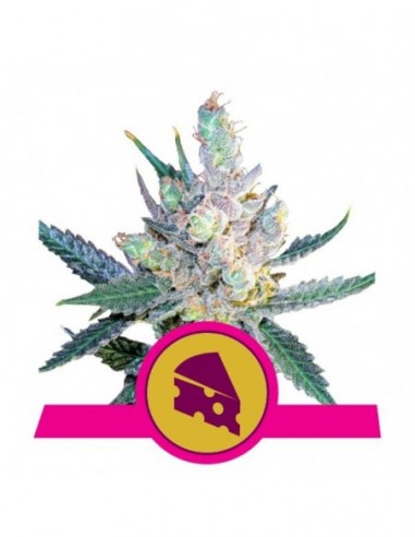 1 UND FEM - ROYAL CHEESE-FAST VERSION 