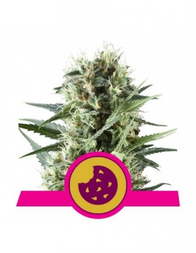 100 UND FEM - ROYAL COOKIES USA PREMIUM 