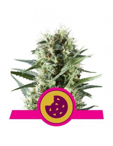 3 UND FEM - ROYAL COOKIES USA PREMIUM 