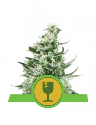10 UND FEM - ROYAL CRITICAL AUTOMATIC 