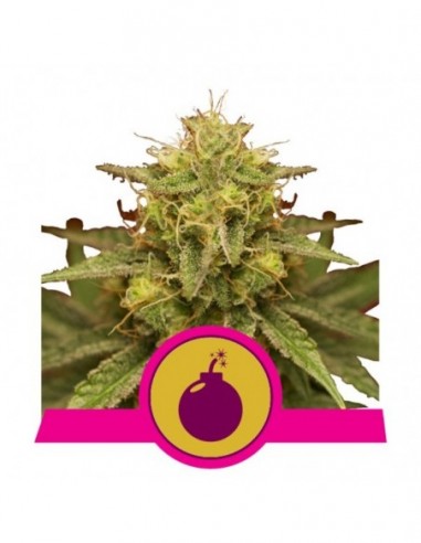 5 UND FEM - ROYAL DOMINA 