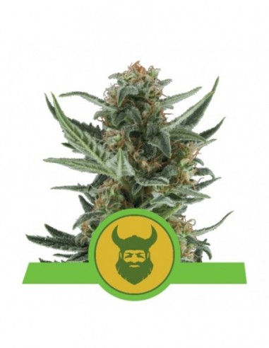 5 UND FEM - ROYAL DWARF AUTO 