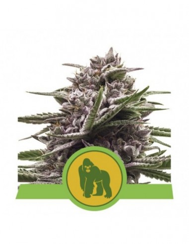 5 UND FEM - ROYAL GORILLA AUTOMATIC USA PREMIUM 