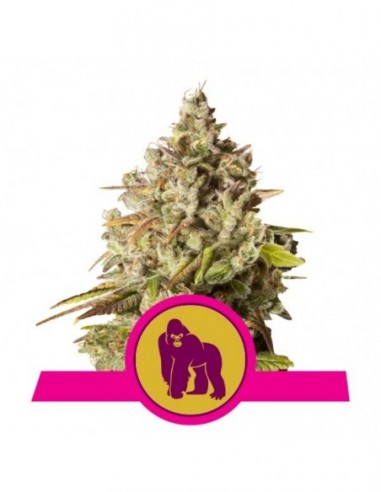 5 UND FEM - ROYAL GORILLA USA PREMIUM 