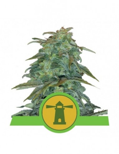5 UND FEM - ROYAL HAZE AUTOMATIC 