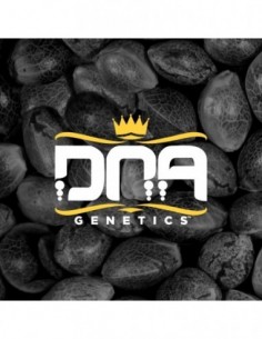 6 UND REG - RP MIX PACK * DNA GENETICS RESERVA PRIVADA 6 UND