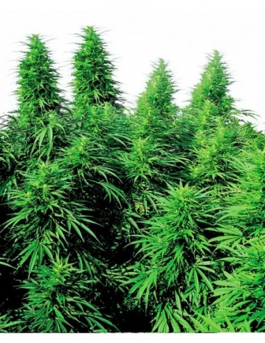 10 UND REG - RUDERALIS SKUNK ® 