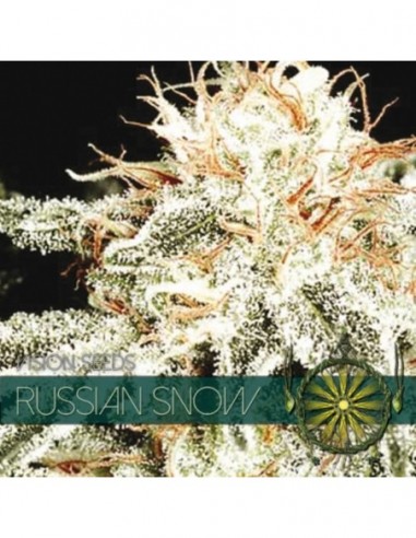 5 UND FEM - RUSSIAN SNOW (ETIQUETA FRANCESA) 