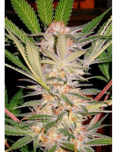 3 UND FEM - S.A.D. SWEET AFGANI DELICIOUS S1 ® 