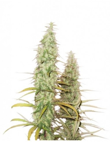 1 UND FEM - SANTA MARTA HAZE 