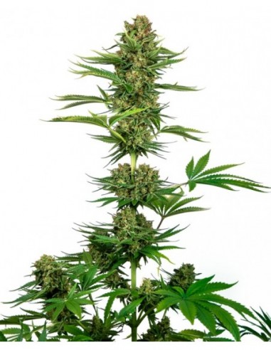 10 UND FEM - SATIN BLACK DOMINA CBD ® 