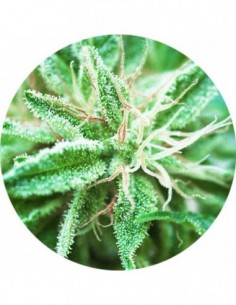 10 UND REG - SATIVA SAMADHI - TOP TAO SEEDS 10 UND REGULARES
