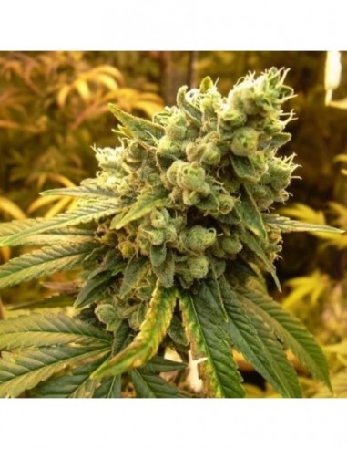 10 UND REG - SOUR DIESEL 