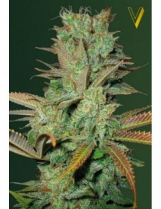 10 UND FEM - SEEMANGO 