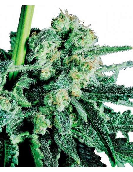 5 UND FEM - SENSI SKUNK ® 