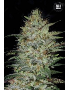 100 UND FEM - SENSIBLE STAR 