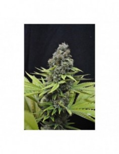 5 UND FEM - SHARK SHOCK  * CBD CREW SEEDS 5 UND FEMINIZADAS