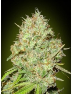 10 UND FEM - SHARK WIDOW * ADVANCED SEEDS 10 UND FEM