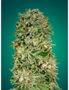 10 UND FEM - SHARK WIDOW CBD 