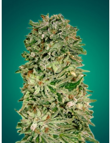 1 UND FEM - SHARK WIDOW CBD  ADVANCED SEEDS 1 UND FEM