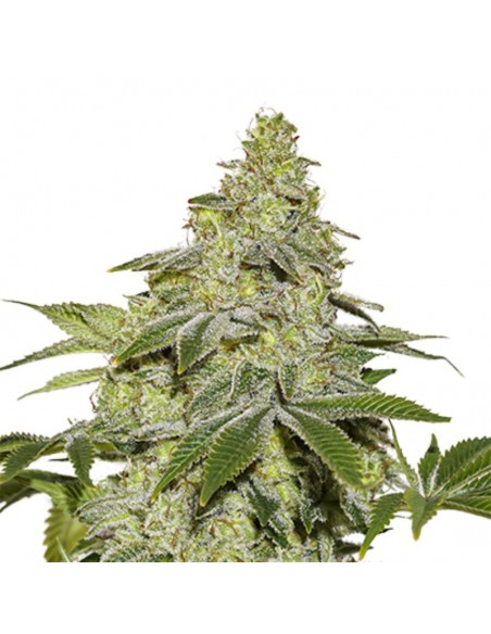 5 UND FEM - SHERBET AUTO 