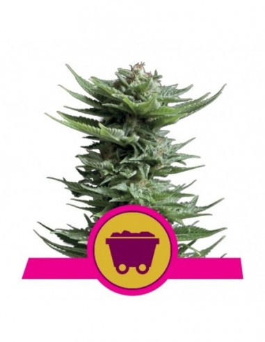 100 UND FEM - SHINING SILVER HAZE 