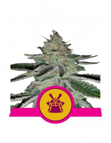 10 UND FEM - SHOGUN 