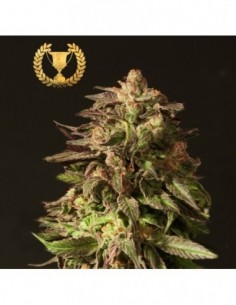 5 UND FEM - SHORELINE * DEVILS HARVEST 5 UND FEMINIZADAS