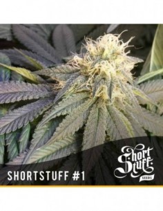 3 UND FEM - SHORT STUFF 1 