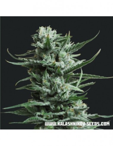 5 UND FEM - SIBERIAN HAZE 