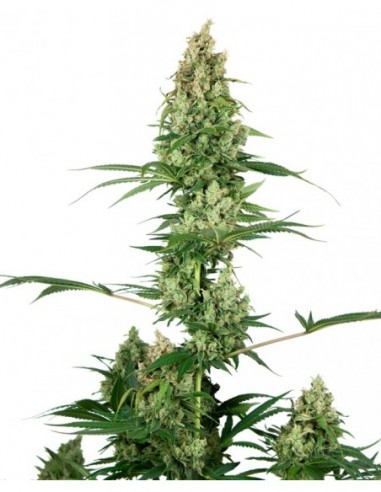 1 UND FEM - SILVER FIRE  SENSI SEEDS FEMINIZADA 1 UND