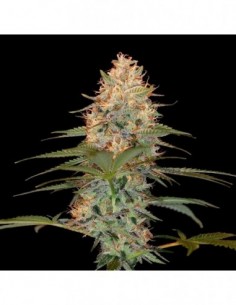 6 UND FEM - SILVER KUSH 