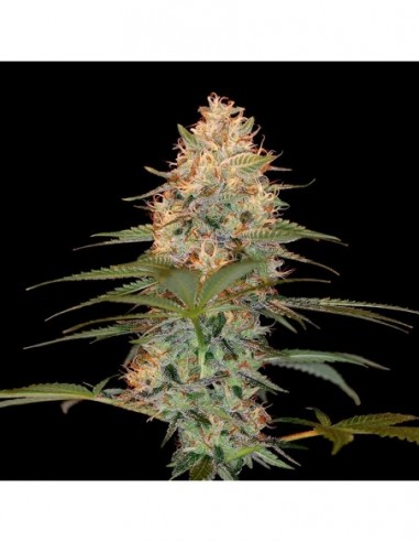 6 UND FEM - SILVER KUSH 