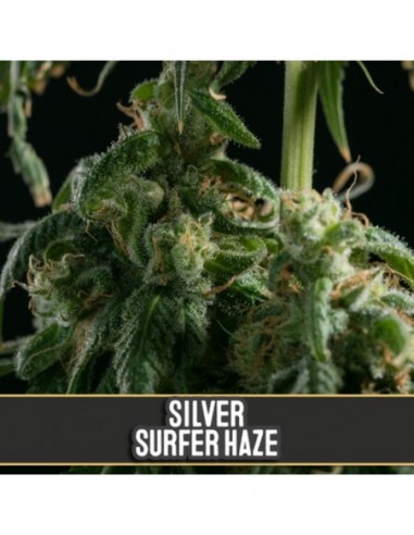 3 UND FEM - SILVER SURFER HAZE 