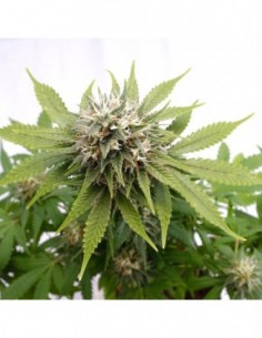 3 UND FEM - SILVER WIDOW 