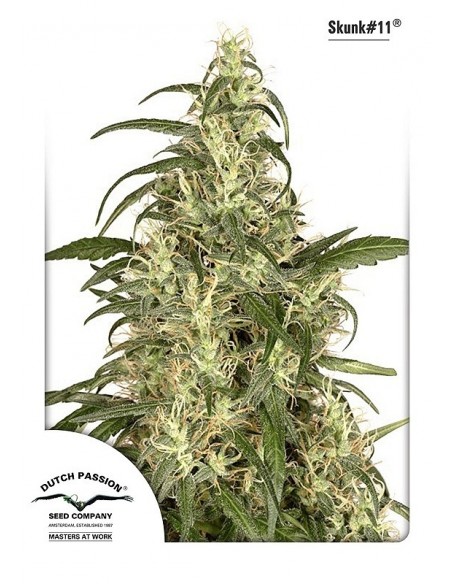 5 UND FEM - SKUNK 11 ® 